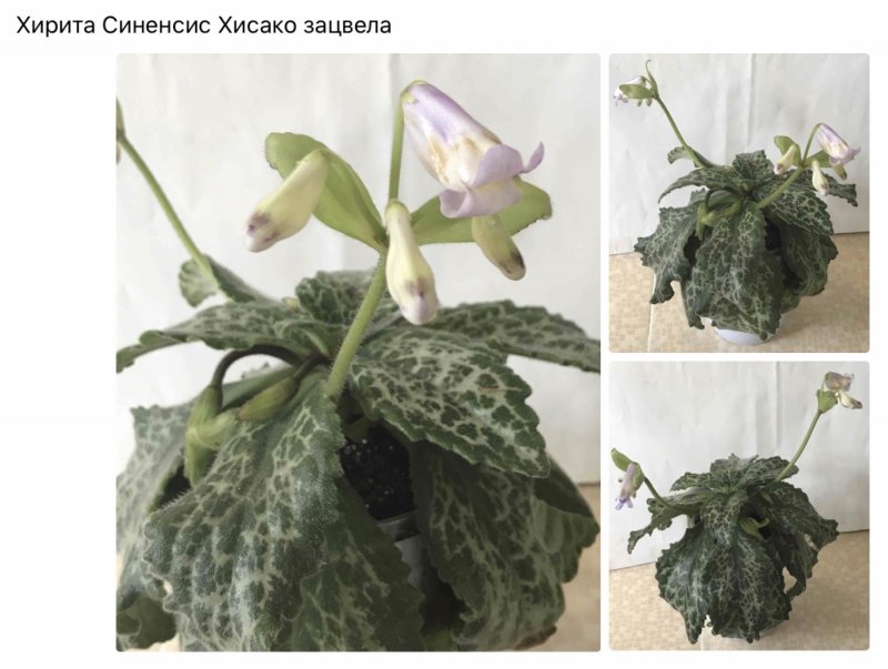 Хирита sinensis