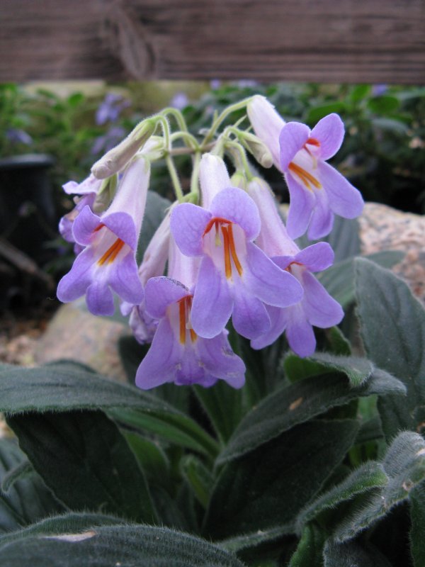 Хирита sinensis