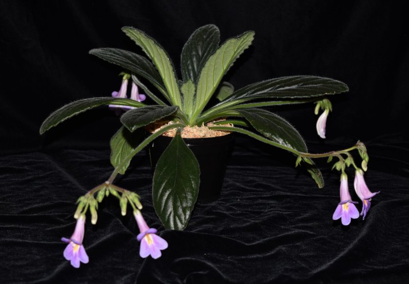 Примулина linearifolia