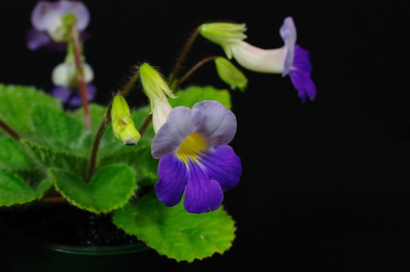 Примулина sinensis