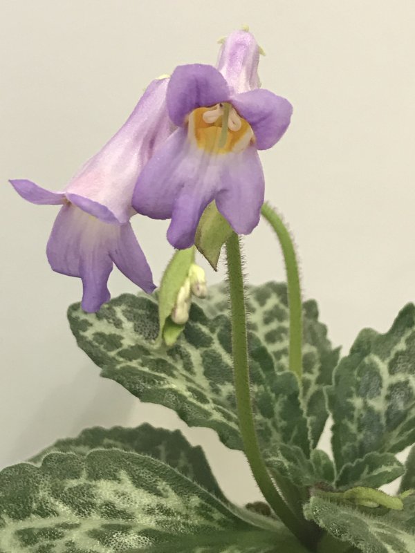 Хирита sinensis