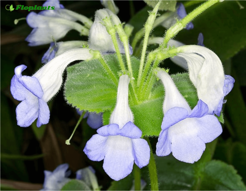 Хирита 'Stardust' African Violets.
