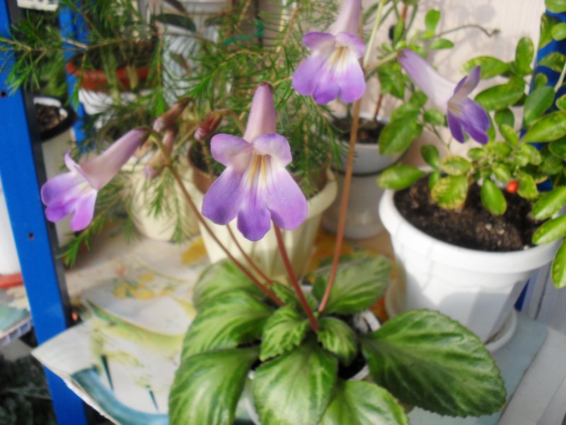 Хирита eburnea (Blue)
