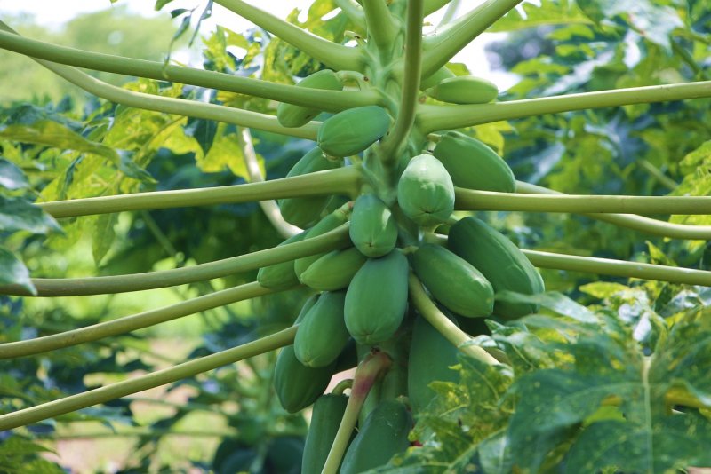 Папайя (Papaya)
