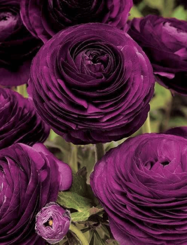 Ранункулюс Пурпл Purple