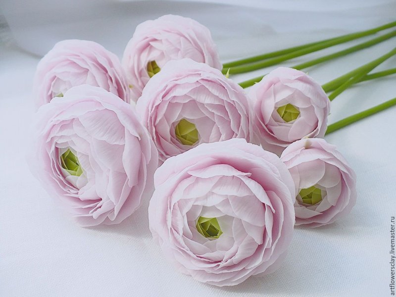 Лютик ранункулюс