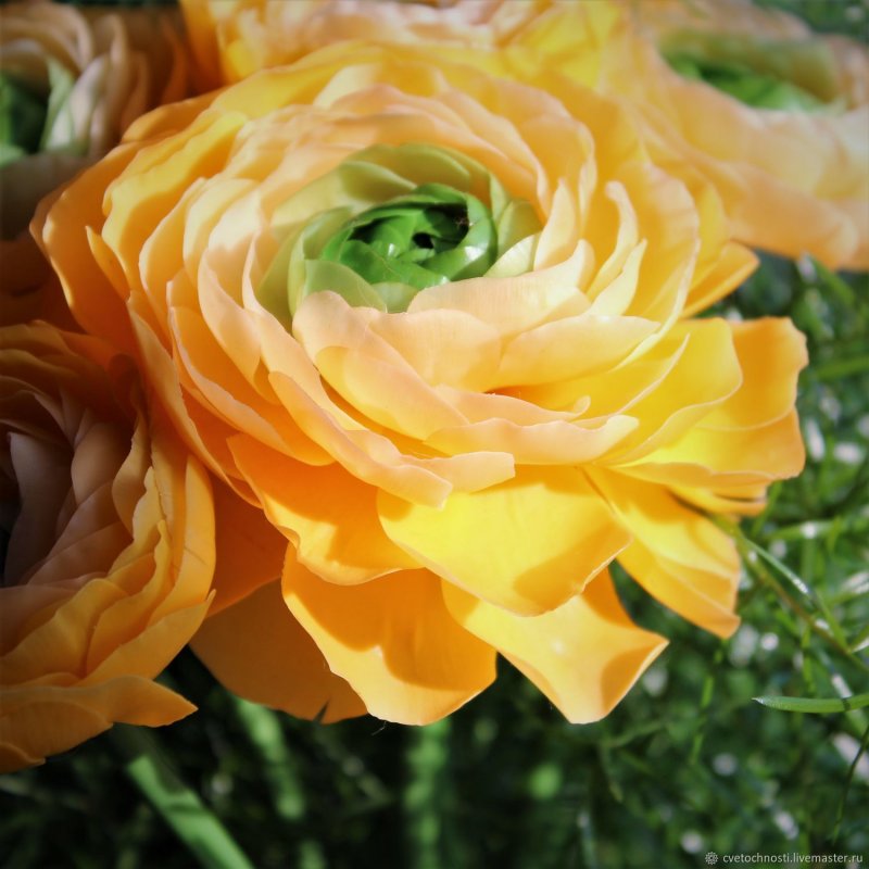 Лютик Ranunculus
