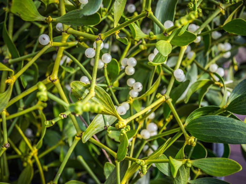 Омела – Mistletoe