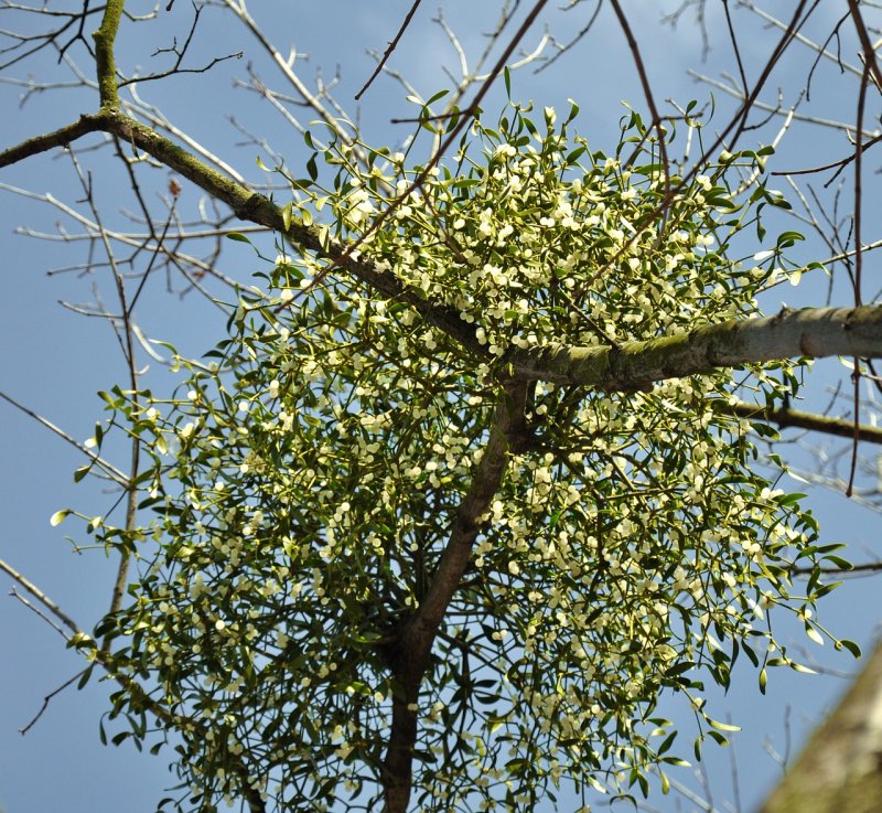 Омела Aura