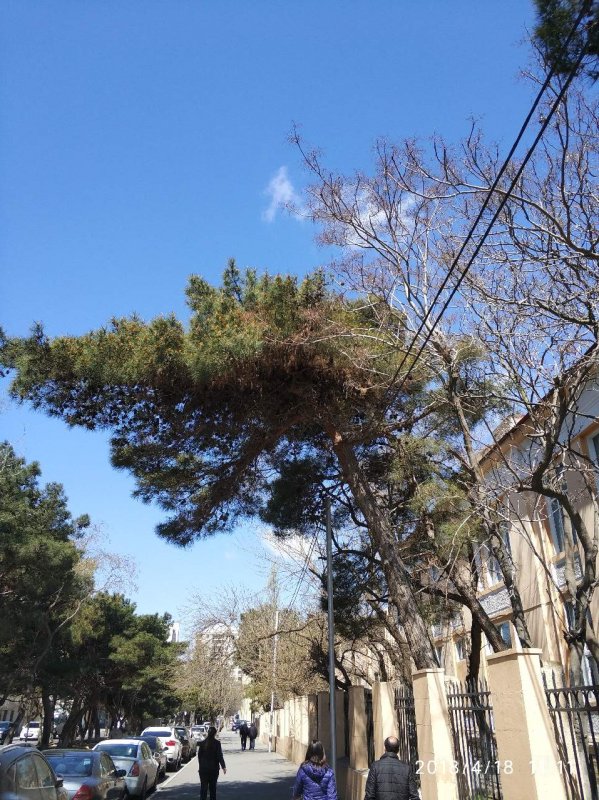 Pinus tabuliformis