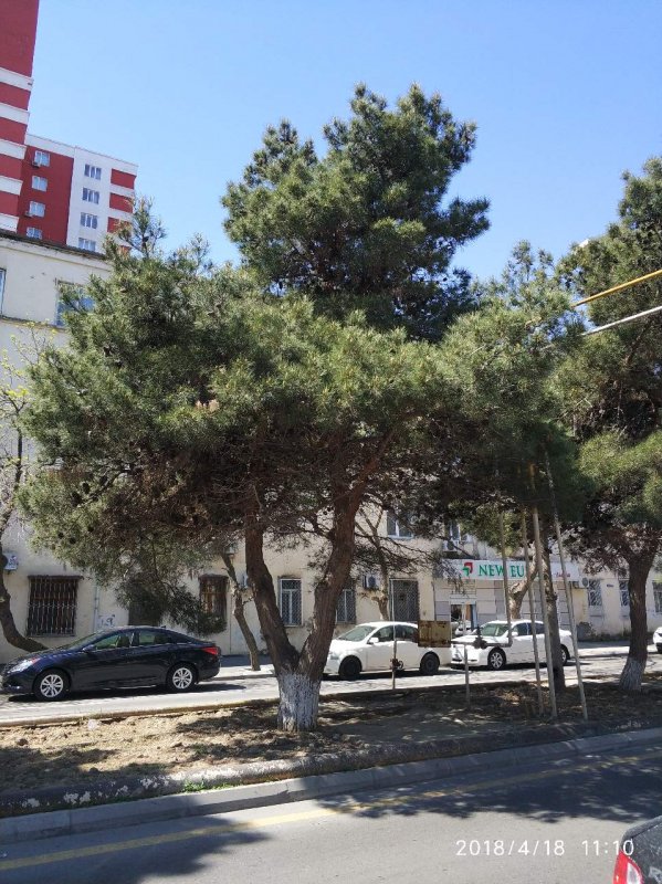 Сосна Судакская калабрийская или Брутская Pinus brutia ten.