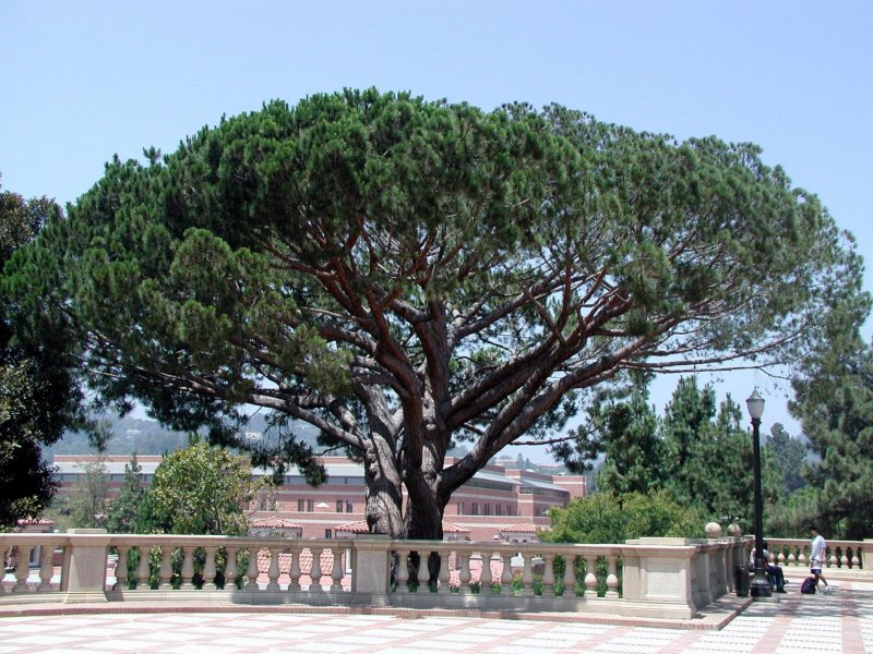 Эльдарская сосна Pinus eldarica