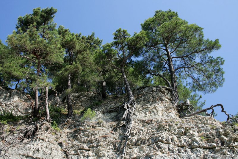 Pinus mugo subsp. Rotundata