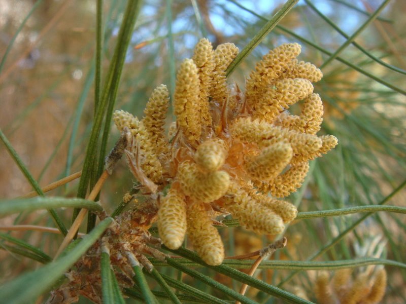Pinus morrisonicola