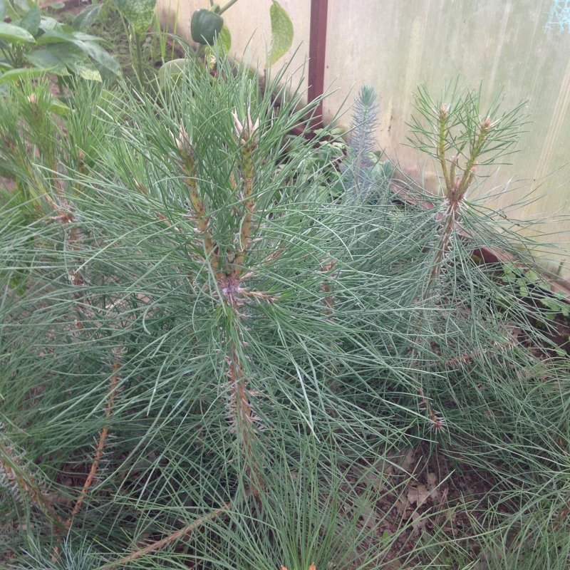 Pinus virginiana Driscoll