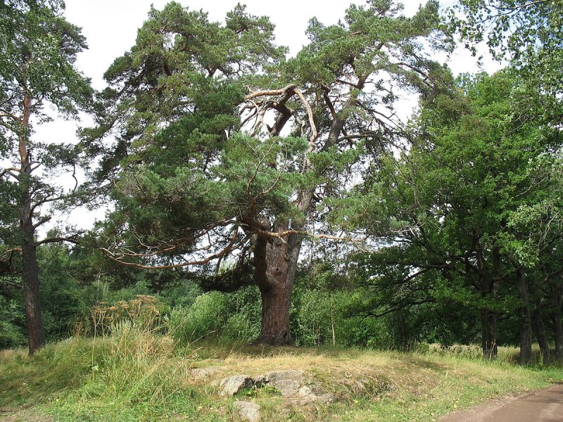 Сосна Pinus Sylvestris minima