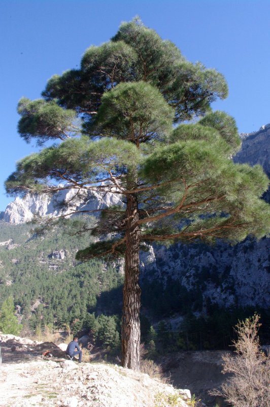 Pinus massoniana