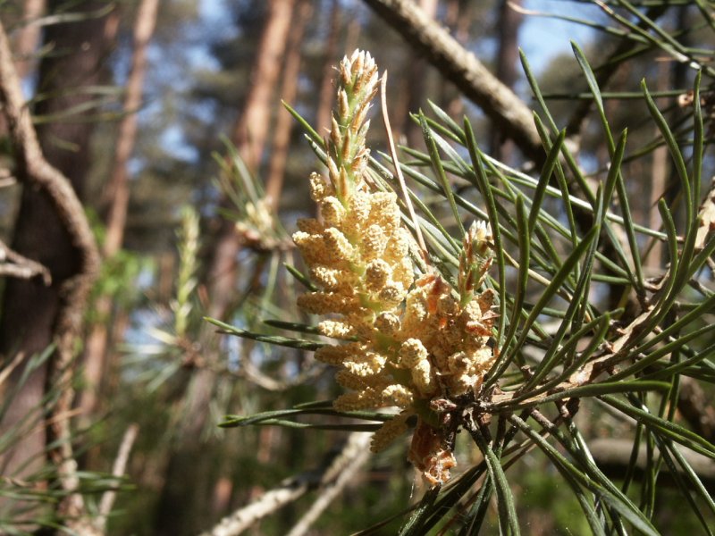 Pinus pinea шишка