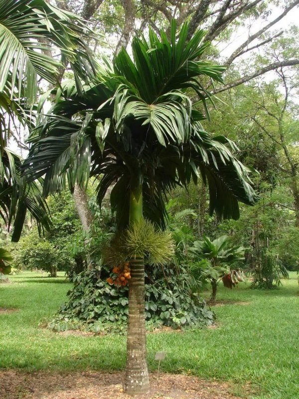 Бетелевая Пальма (Areca Plant)