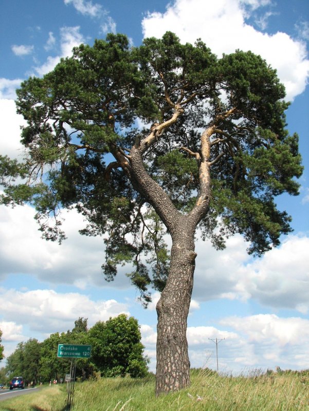 Pinus Ponderosa Richard Bush