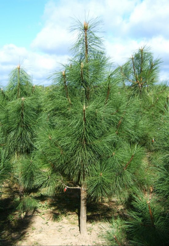 Pinus heldreichii 'Aureospicata'