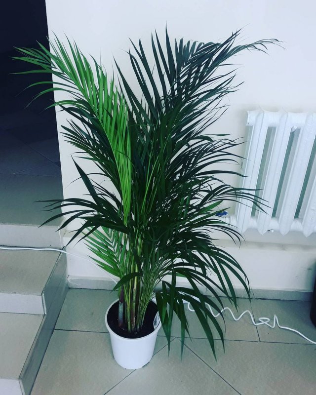 Арека катеху (Areca catechu)
