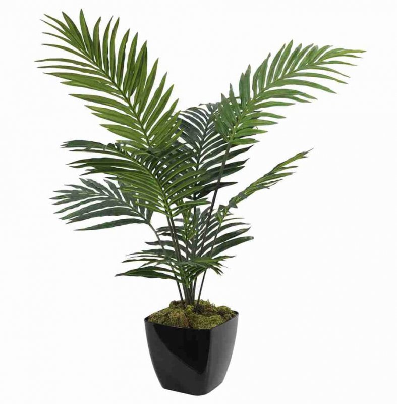 Бетелевая Пальма (Areca Plant)
