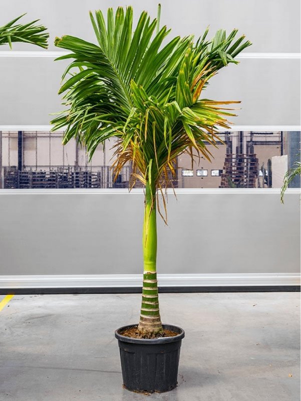 Бетелевая Пальма (Areca Plant)