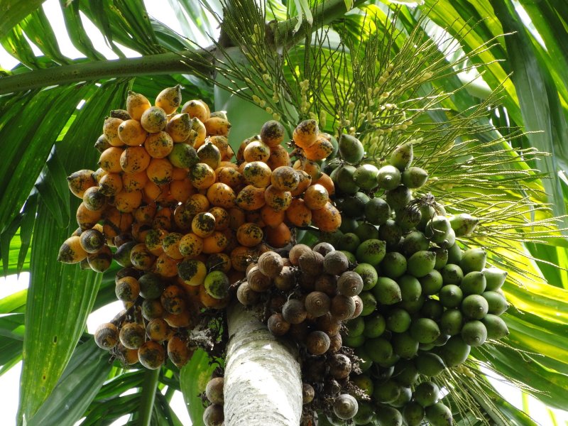 Арека катеху (Areca catechu)