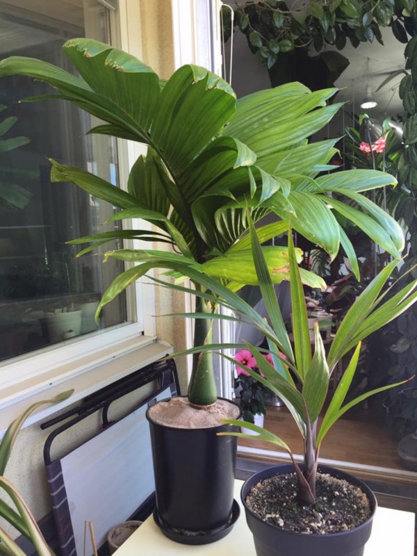 Арека катеху (Areca catechu)