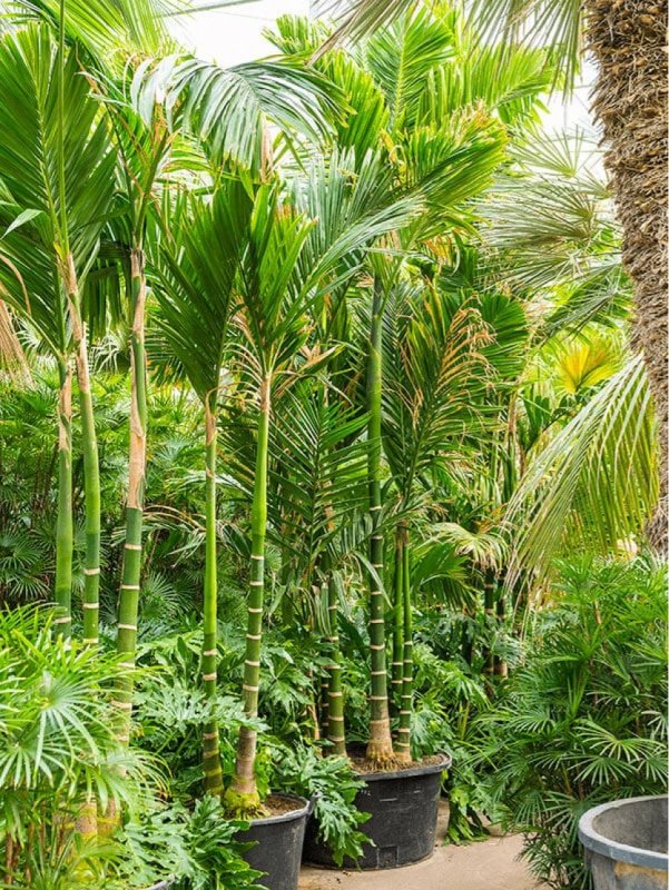 Арека катеху (Areca catechu)