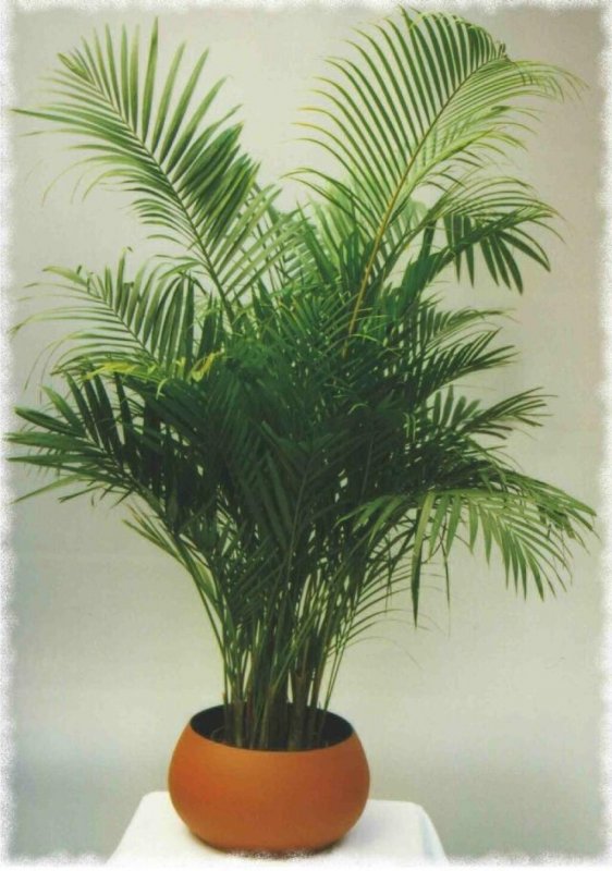 Арека катеху (Areca catechu)