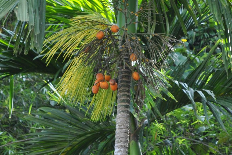 Арека катеху (Areca catechu)