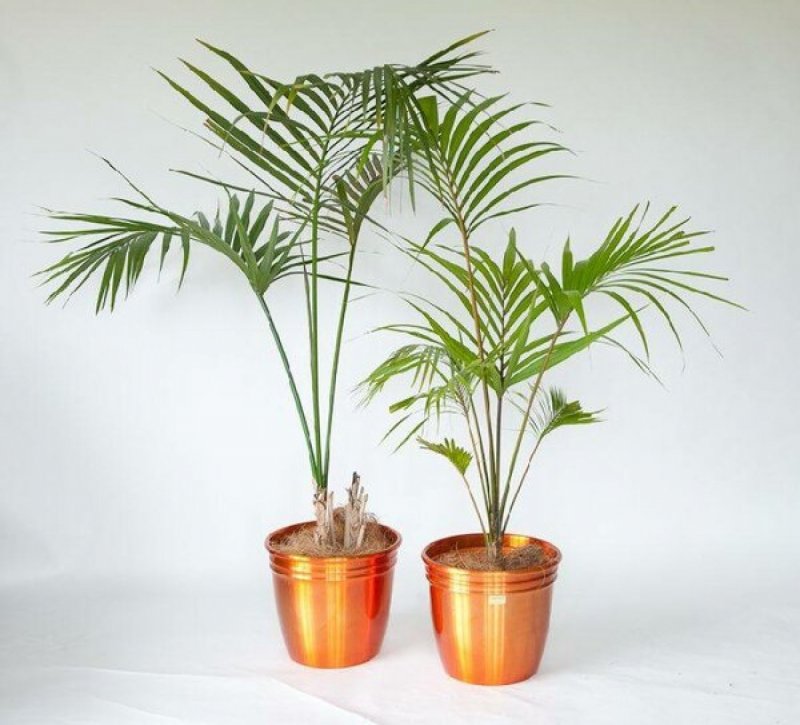 Hyophorbe amaricaulis