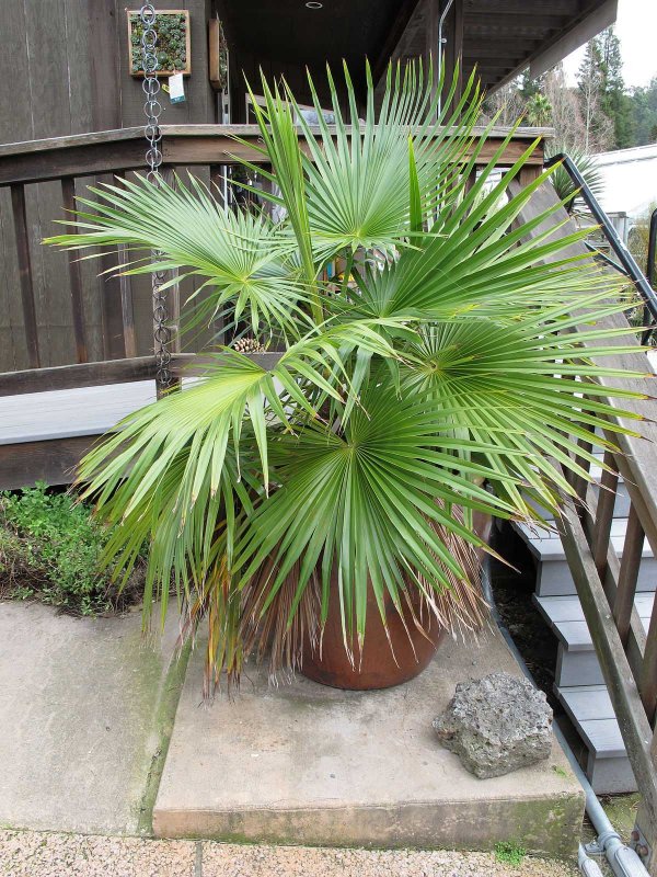 Areca catechu
