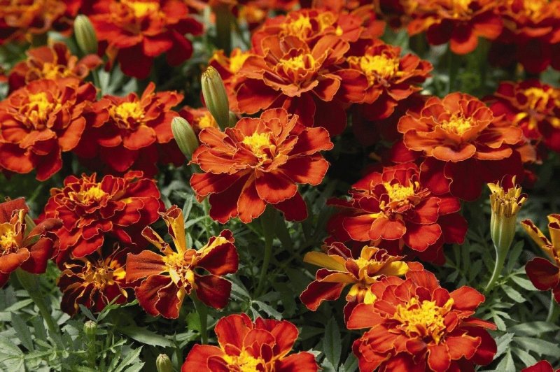 Бархатцы (Tagetes)