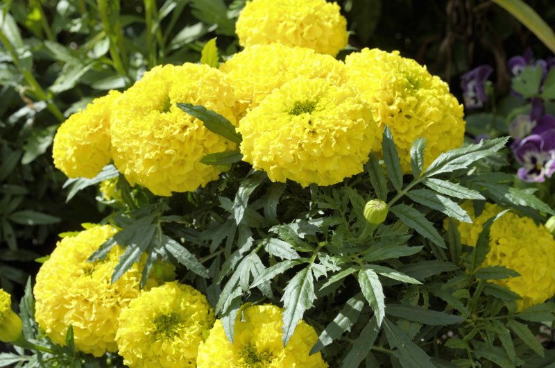 Бархатцы Lemon Gem