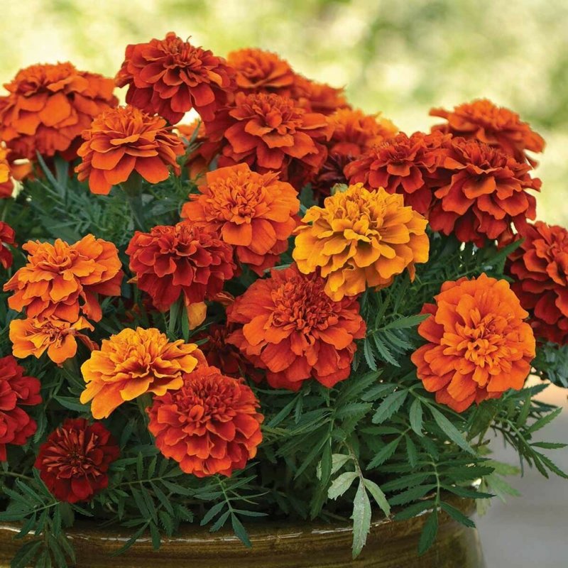 Бархатцы отклоненные (Tagetes patula f1) Fireball