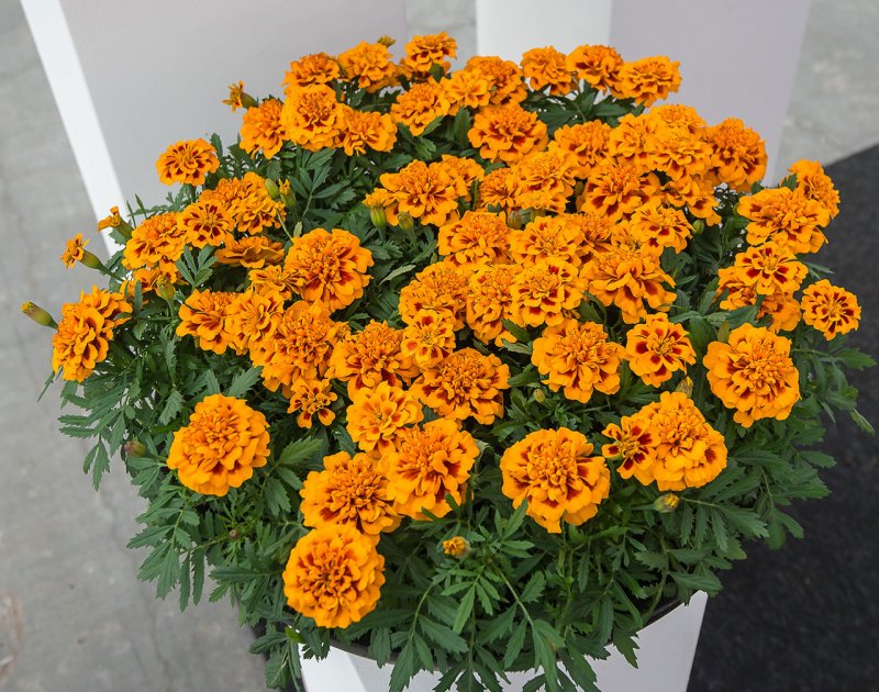 Бархатцы отклоненные (Tagetes patula f1) Fireball