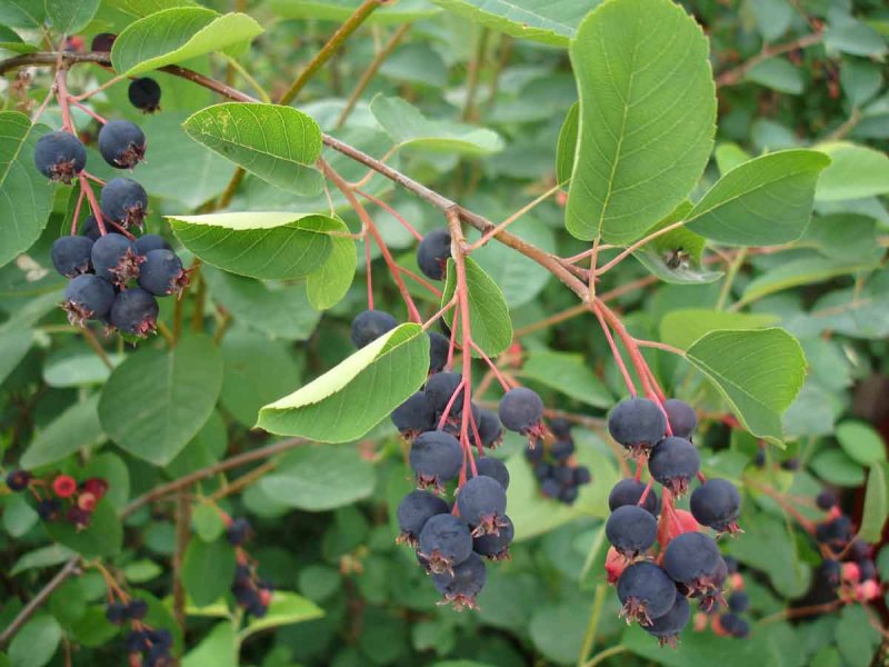 Ирга (Amelanchier)