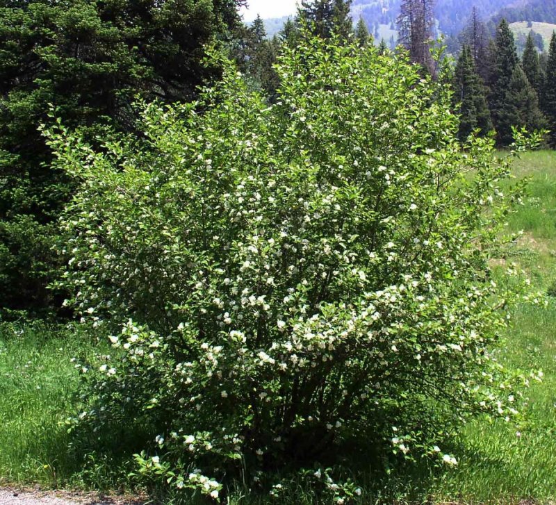 Ирга круглолистная куст