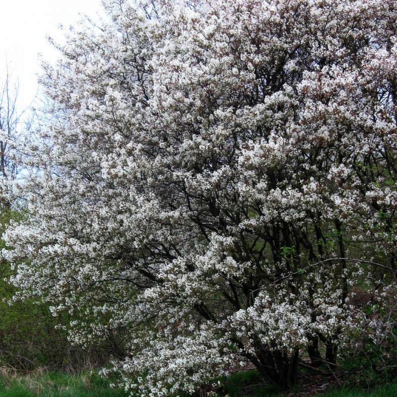 Ирга канадская (Amelanchier canadensis)