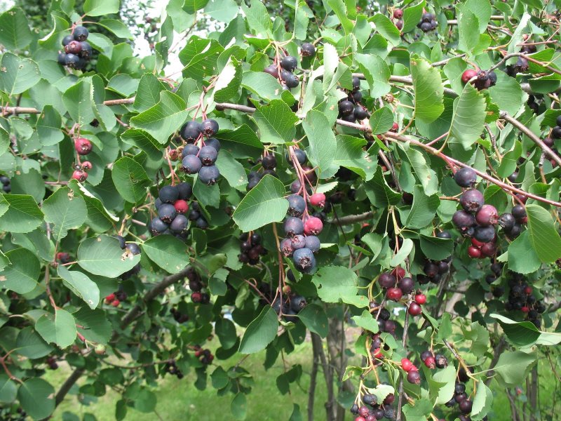 Ирга ольхолистная Saskatoon Berry