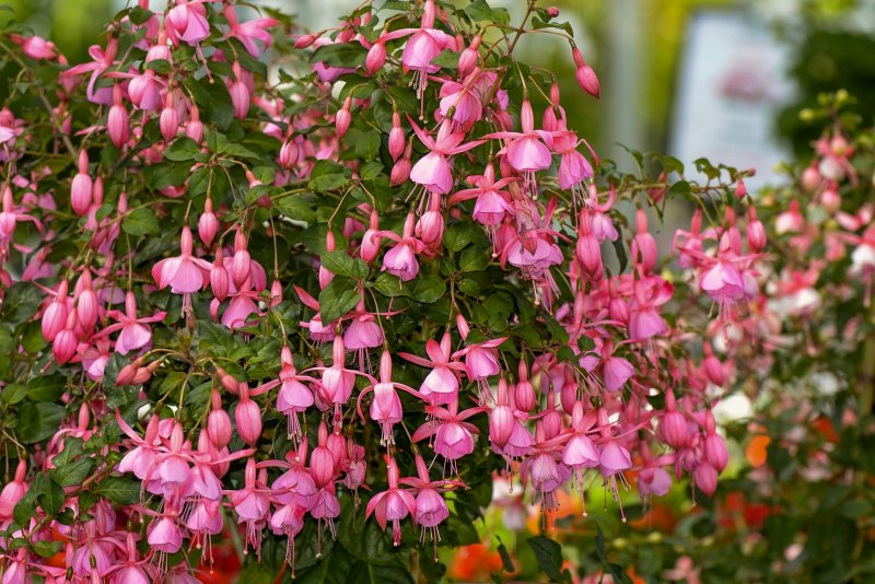 Фуксия Fuchsia
