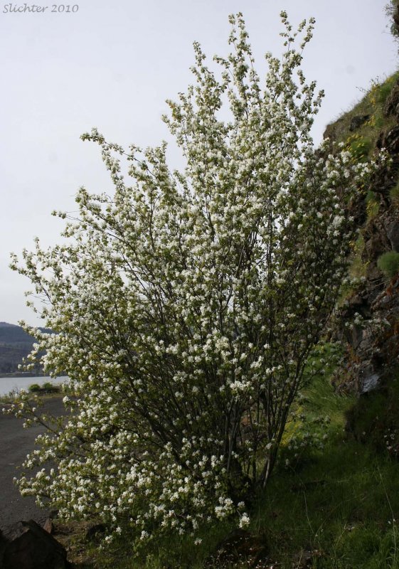 Ирга ольхолистная Amelanchier alnifolia