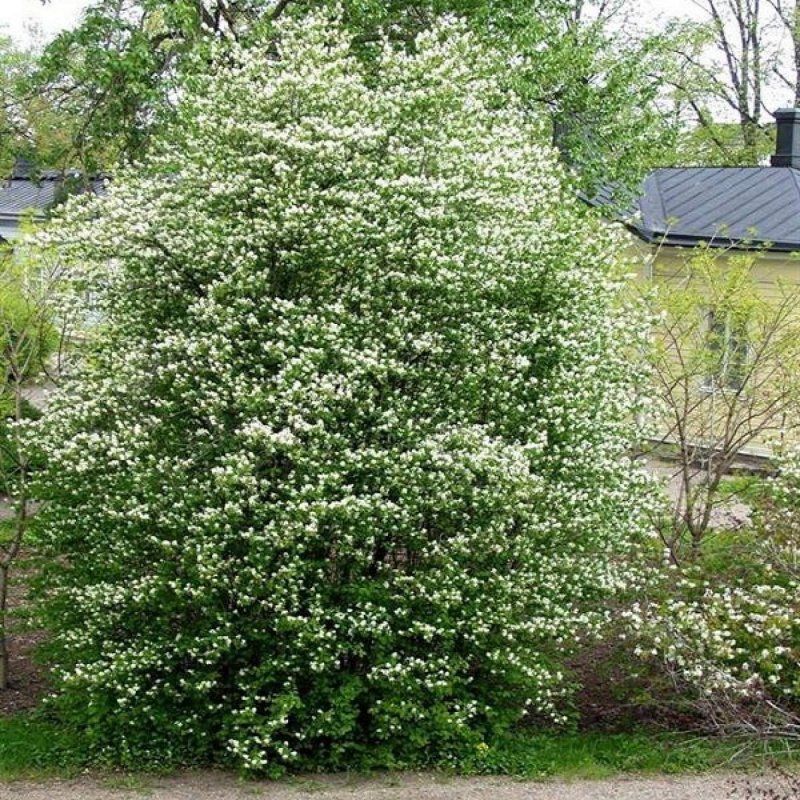 Ирга колосистая Amelanchier spicata
