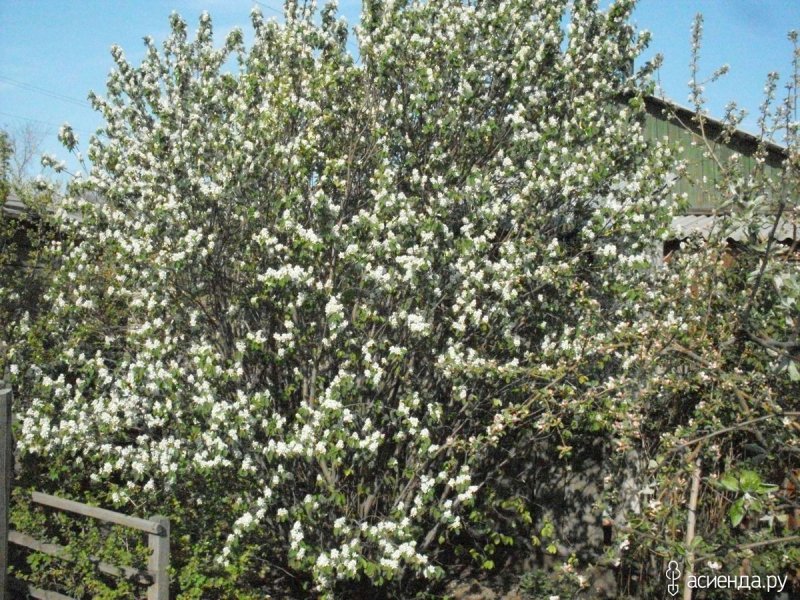 Ирга круглолистная изгородь