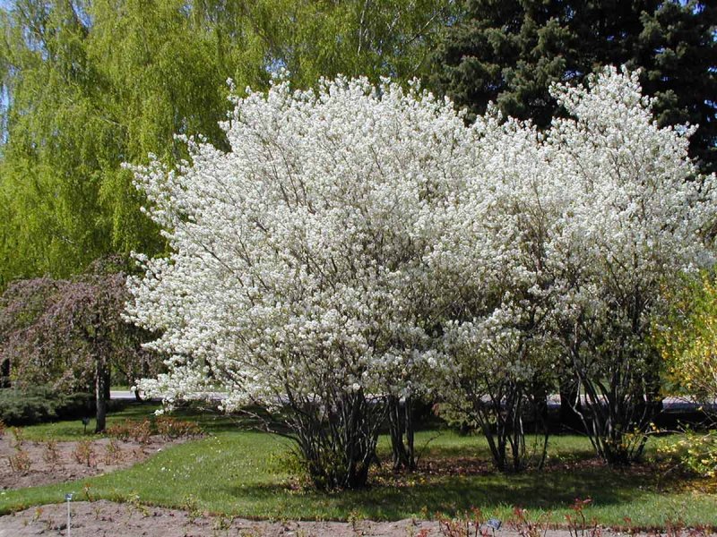 Ирга "Amelanchier canadensis"