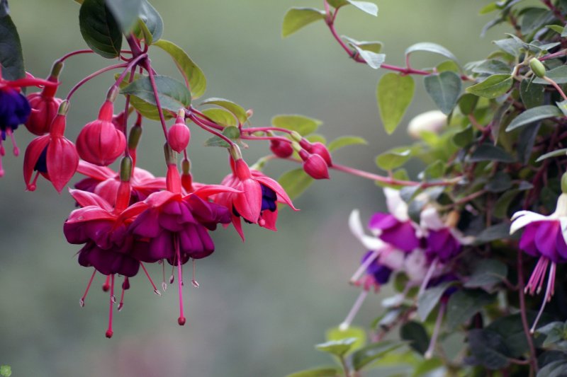 Фуксия Fuchsia paniculata