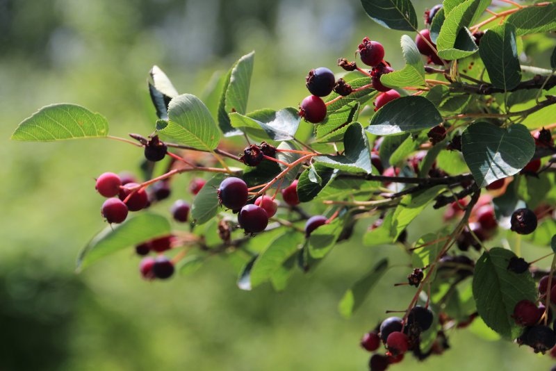 Ирга (Amelanchier)